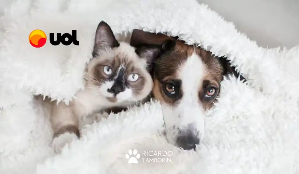 Veja dicas de como adestrar seu pet