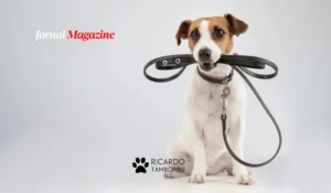 guia e coleira adequadas para passeio com cães