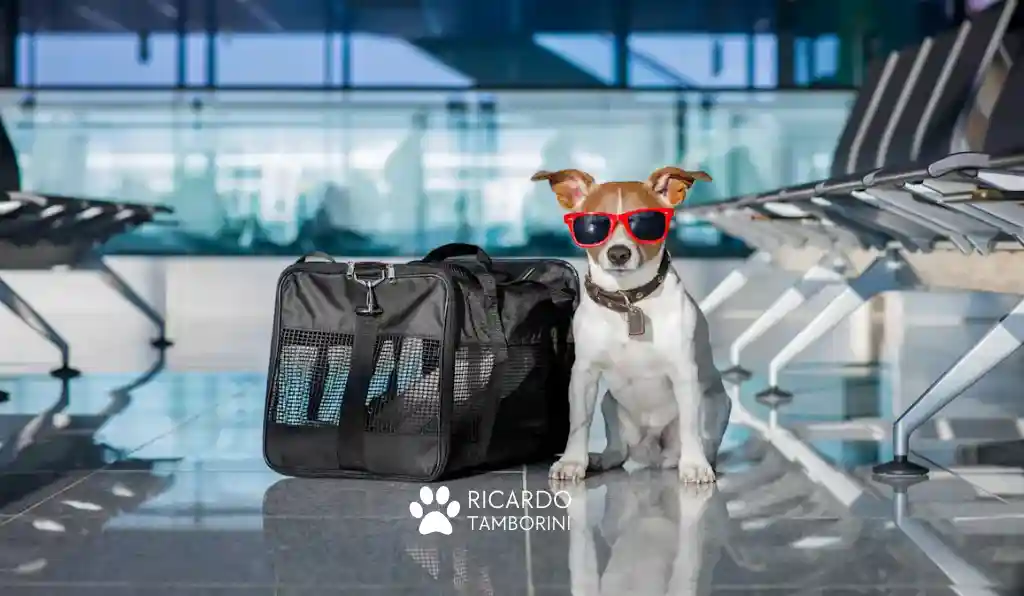 viajar com seu cão nas férias