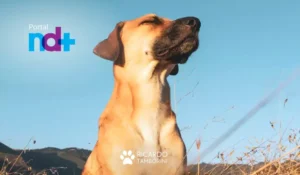 Melhores raças de cães para fazendas e sítios