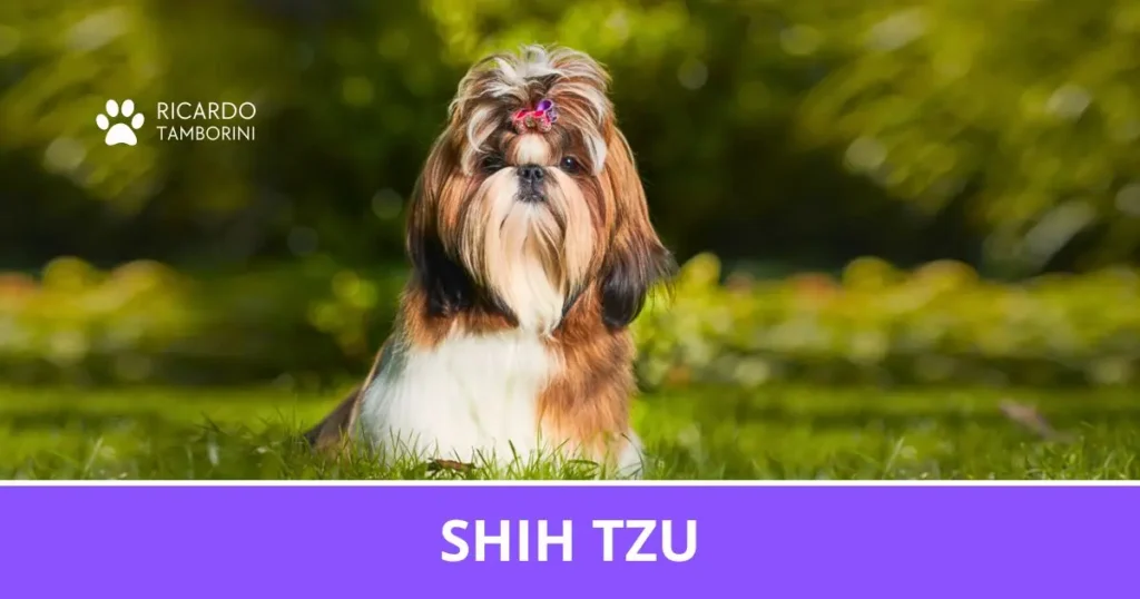 Cão Shih Tzu de pelagem longa e multicolorida, em um gramado, no Guia de Raças de Ricardo Tamborini.