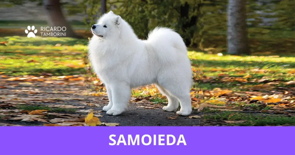 Samoieda