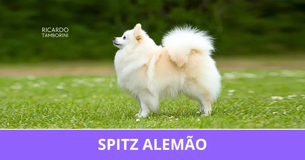 Spitz Alemão de pelagem branca e creme em um gramado, no Guia de Raças de Ricardo Tamborini.