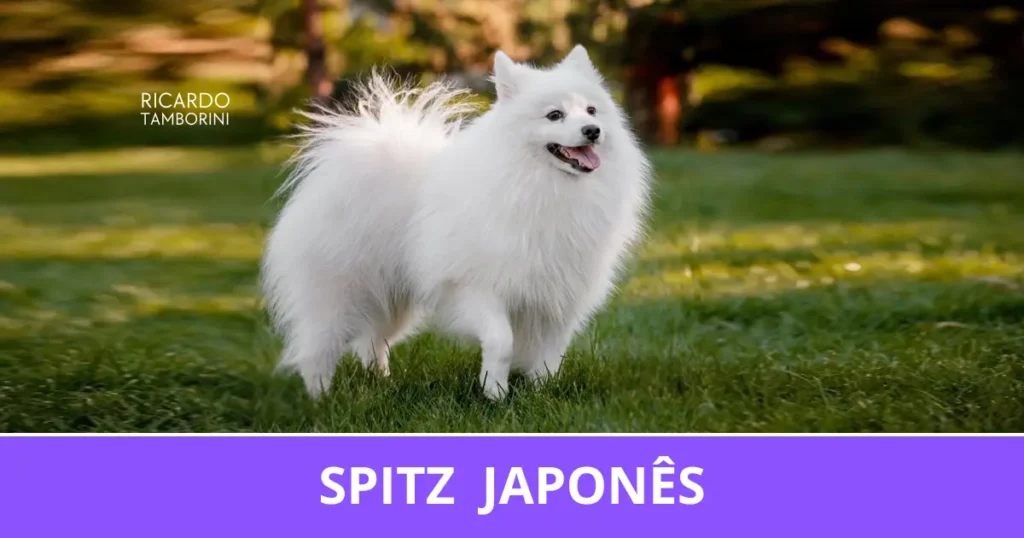 Spitz Japonês