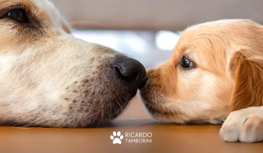 como receber um novo filhote quando já tem outro cão em casa