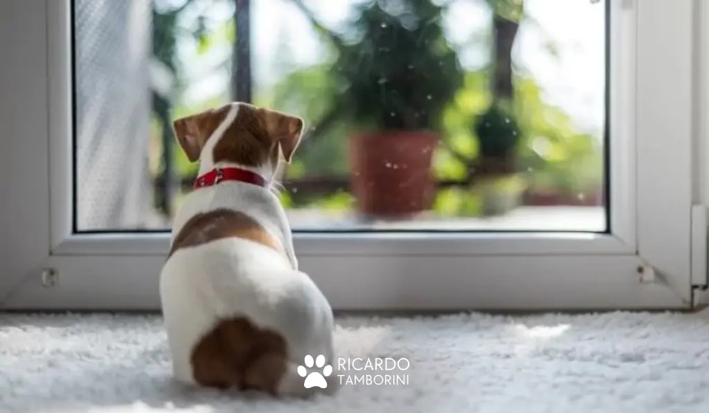 ansiedade de separacao cachorro o que fazer