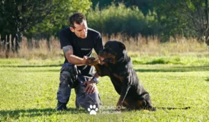 dicas para iniciar carreira como adestrador de cães, ricardo tamborini,
