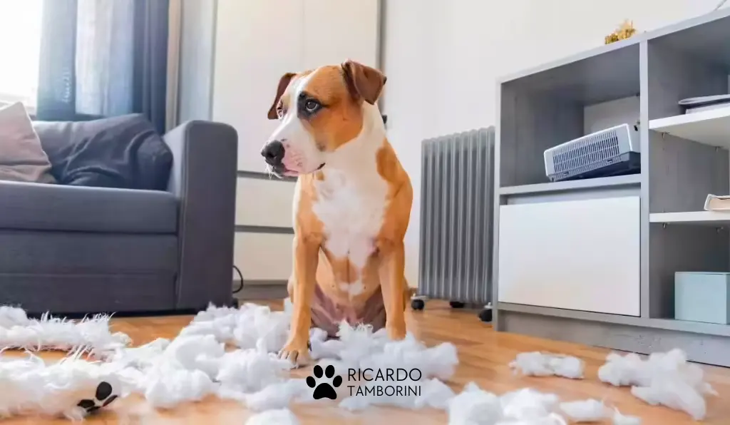 problemas de comportamento em cães