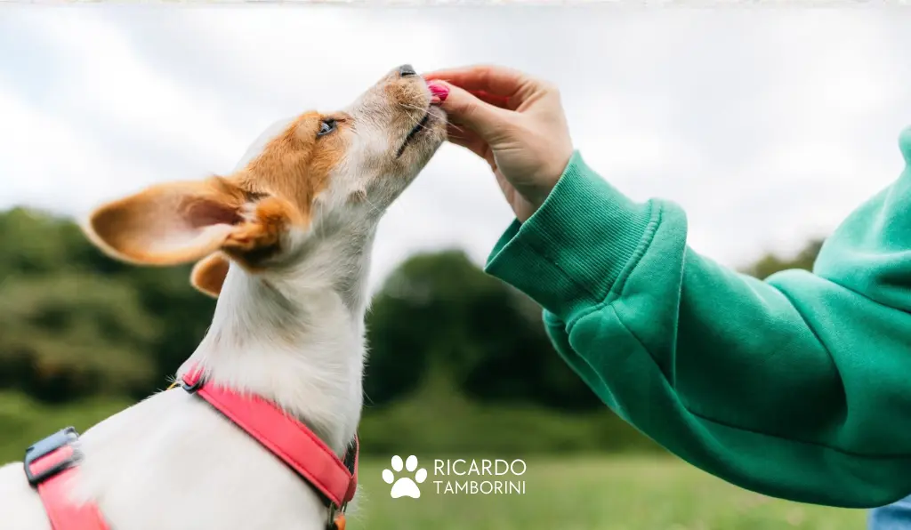 quanto tempo leva para adestrar um cachorro