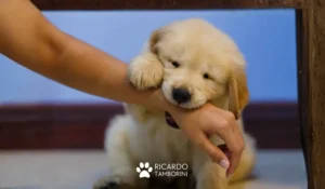 educar filhote para não ser agressivo