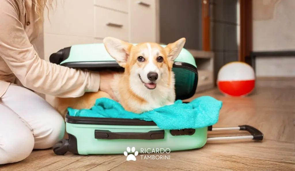 viajar com cachorro