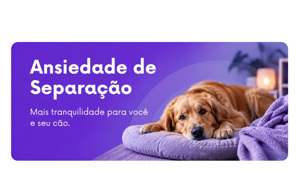 Consultoria para ansiedade de separação em cães com Ricardo Tamborini