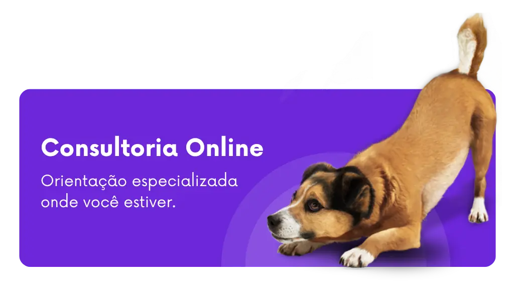 Consultoria comportamental online para cães com Ricardo Tamborini