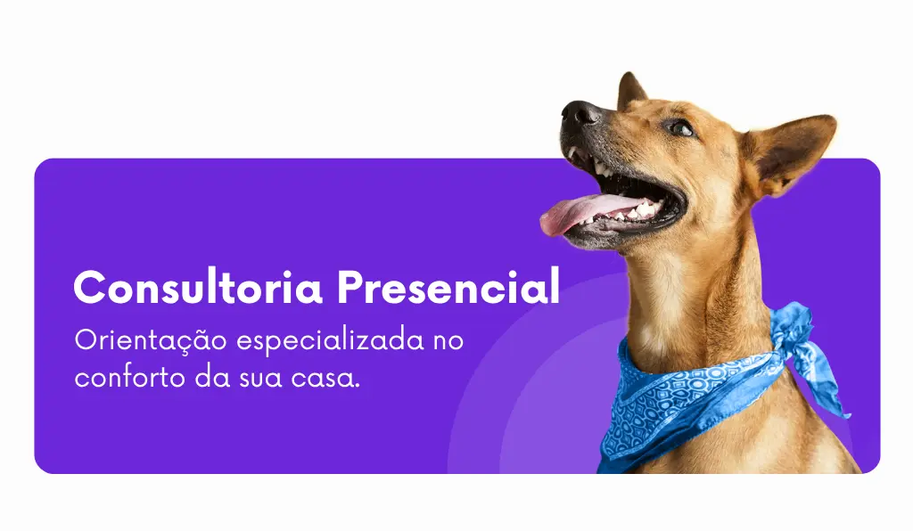 Consultoria comportamental presencial para cães com Ricardo Tamborini
