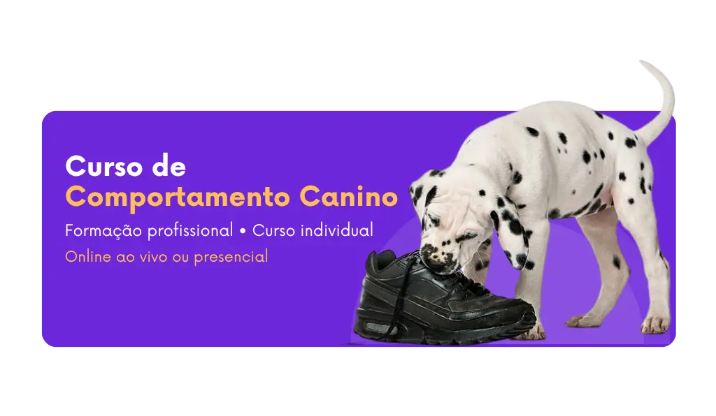 Curso de comportamento canino com Ricardo Tamborini