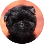 Affenpinscher