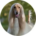 Afghan Hound