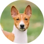 Basenji