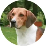 Beagle Harrier