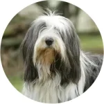 Bearded Collie