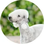 Bedlington Terrier