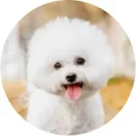 Bichon Frisé
