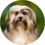 Bichon Havanês