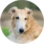 Borzoi
