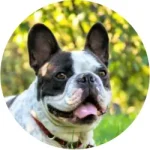 Buldogue Francês