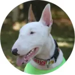 Bull Terrier