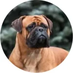 Bulmastiff