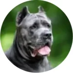 Cane Corso
