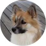 Cão Islandês de Pastoreio