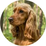 Cocker Spaniel Americano