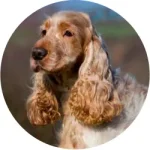 Cocker Spaniel Inglês
