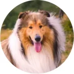 Collie