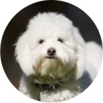 Coton de Tuléar
