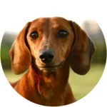 Dachshund