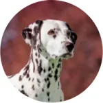 Dálmata