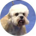 Dandie Dinmont Terrier