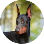 Dobermann