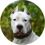 Dogo Argentino