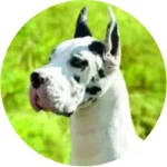 Dogue Alemão