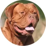 Dogue de Bordeaux