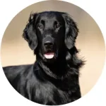 Flat-Coated Retriever, ricardo, tamborini, adestrador, especialista, em, comportamento, canino, melhor, do, no, brasil, guia de raças, características, hstoria, perfil, 3
