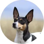 Fox Terrier