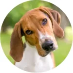 Foxhound Americano