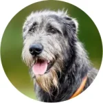 Galgo Escocês