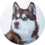 Husky Siberiano
