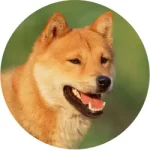 Jindo-Coreano